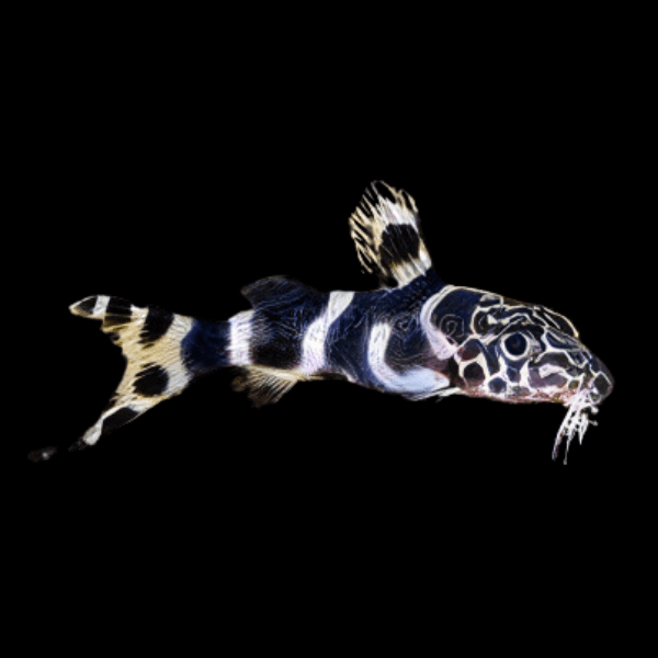 Zebra Barfin Catfish Synodontis Ornatipinnis 4cm - Real Aquatics