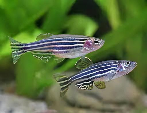 Zebra Danio Danio Rerio 2cm - Real Aquatics