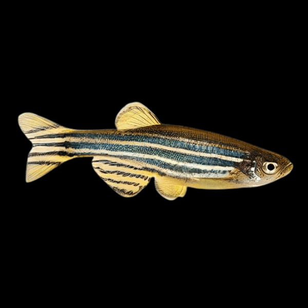Zebra Danio Danio Rerio 2cm - Real Aquatics