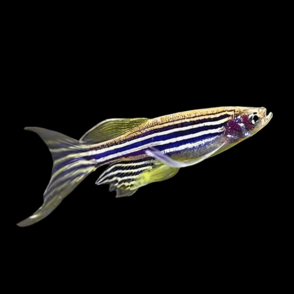 Zebra Danio Long Fin Danio Rerio 2cm - Real Aquatics