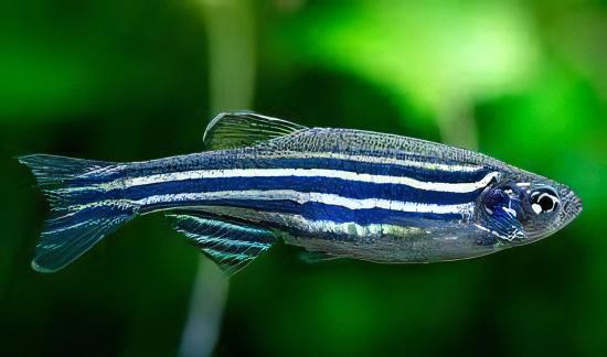 Zebra Danio Danio Rerio 2cm - Real Aquatics