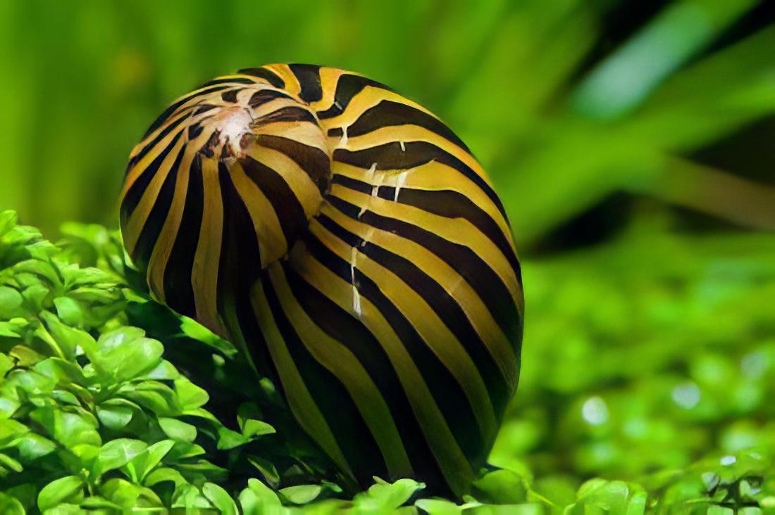 Zebra Snail Neritina Natalensis 2cm - Real Aquatics
