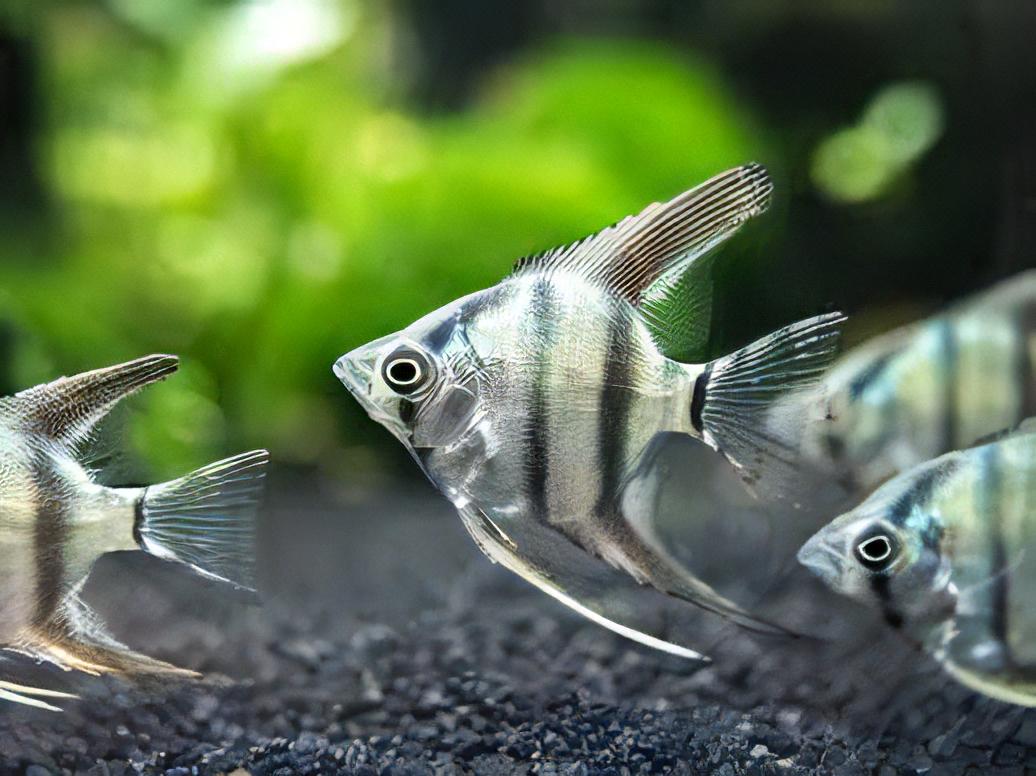 Zebra Angelfish Pterophyllum Scalare - Real Aquatics