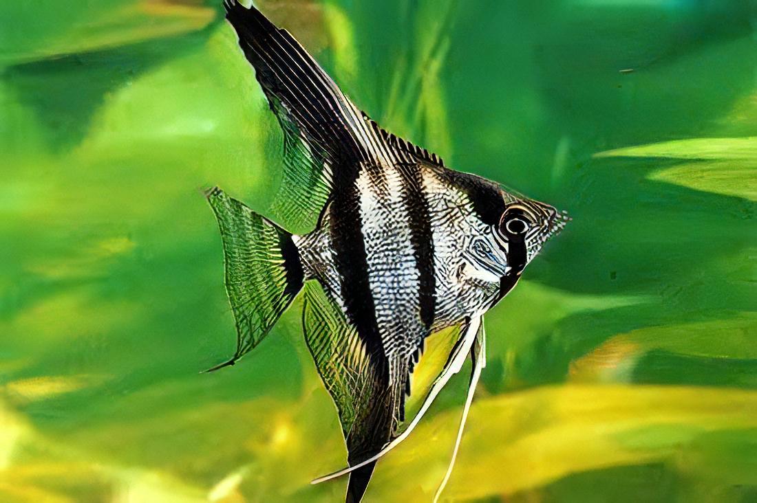 Zebra Angelfish Pterophyllum Scalare - Real Aquatics
