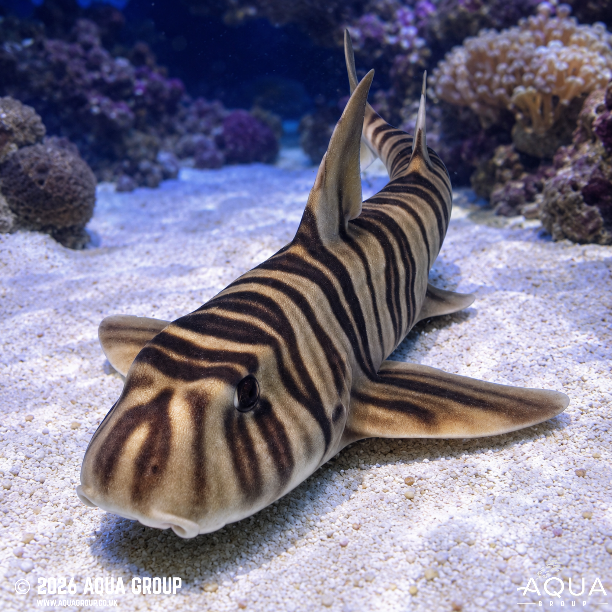 Zebra Bullhead Shark (Heterodontus zebra)