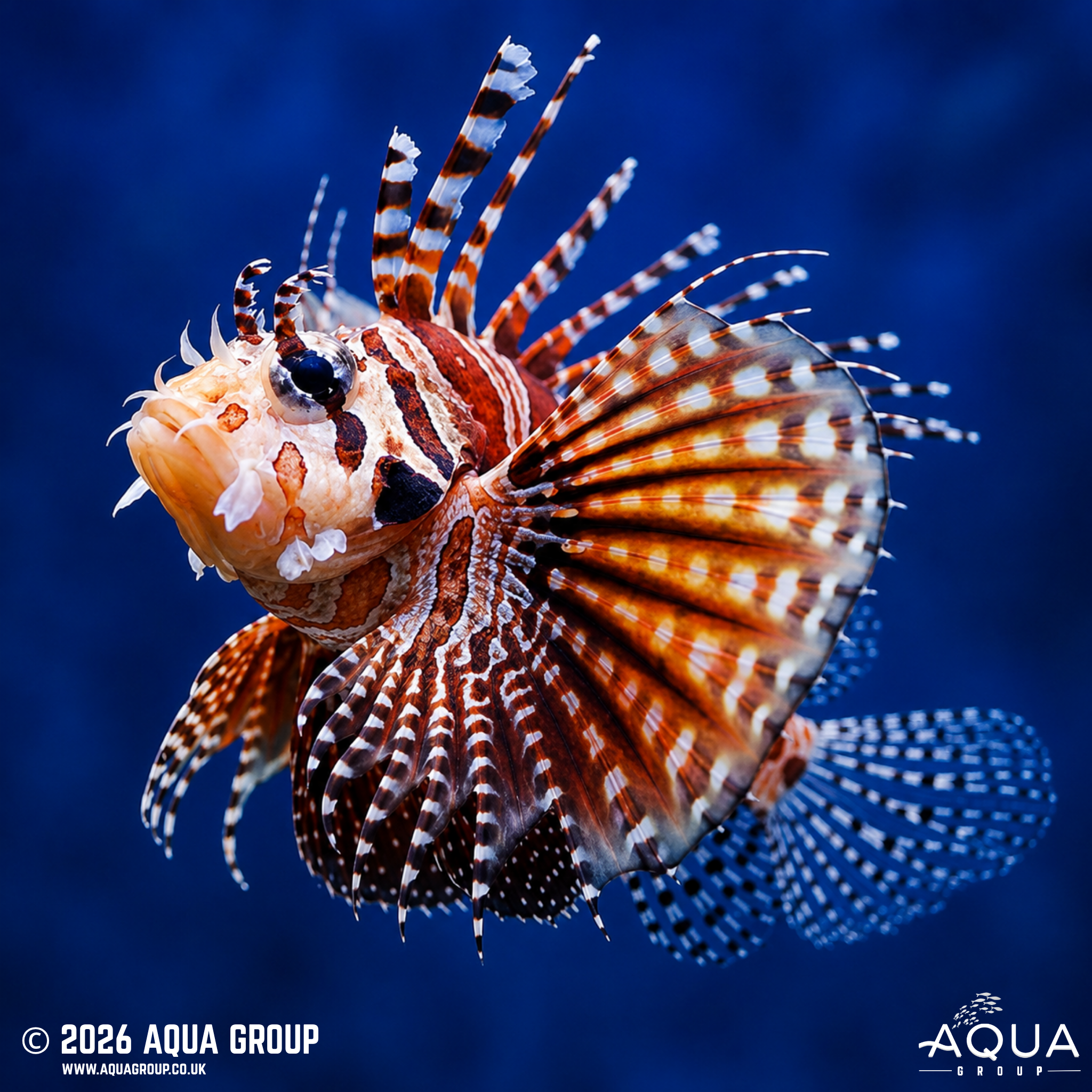 Zebra Lionfish (Dendrochirus zebra)