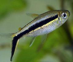 Shopify - Real Aquatics