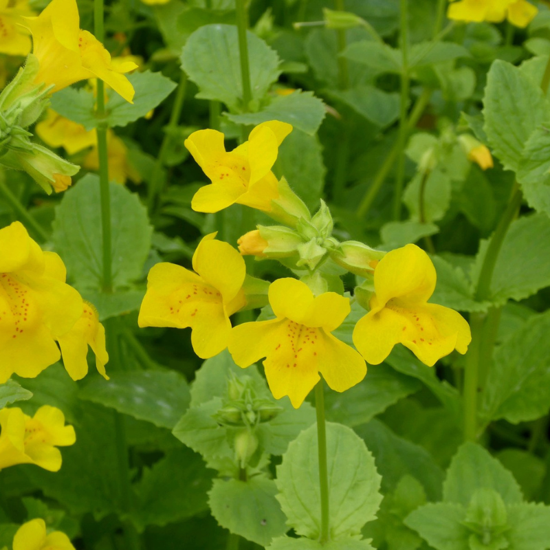 Mimulus Guttatus Common Monkeyflower
