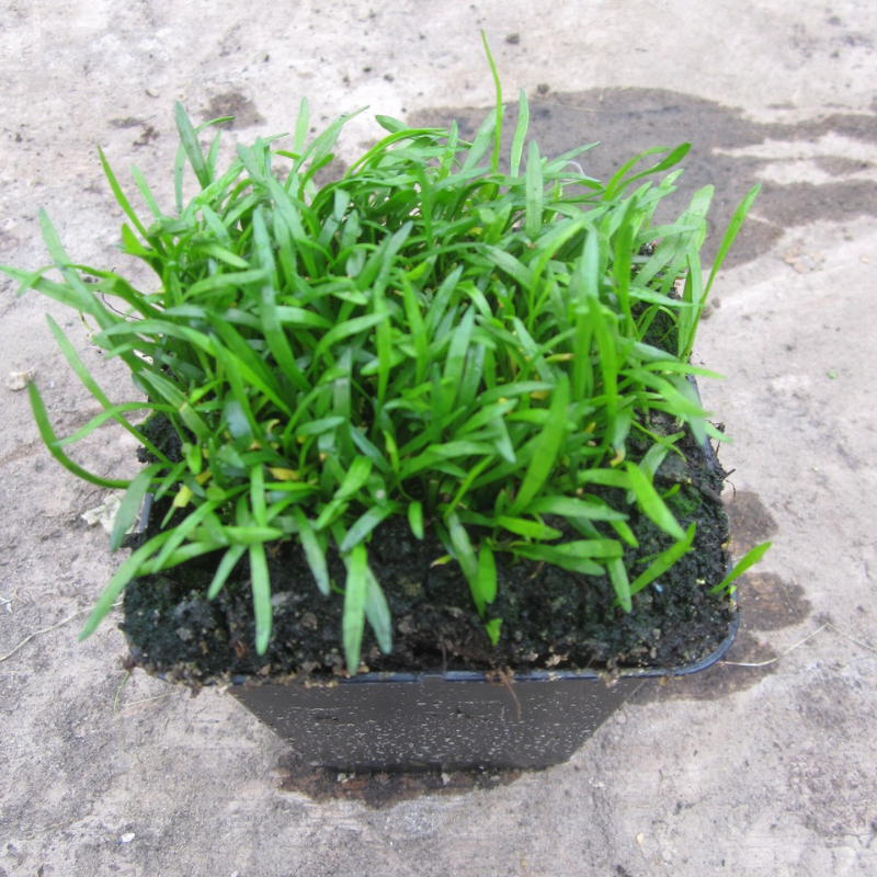 Lilaeopsis Brasiliensis Brazilian Micro Sword 1 Ltr