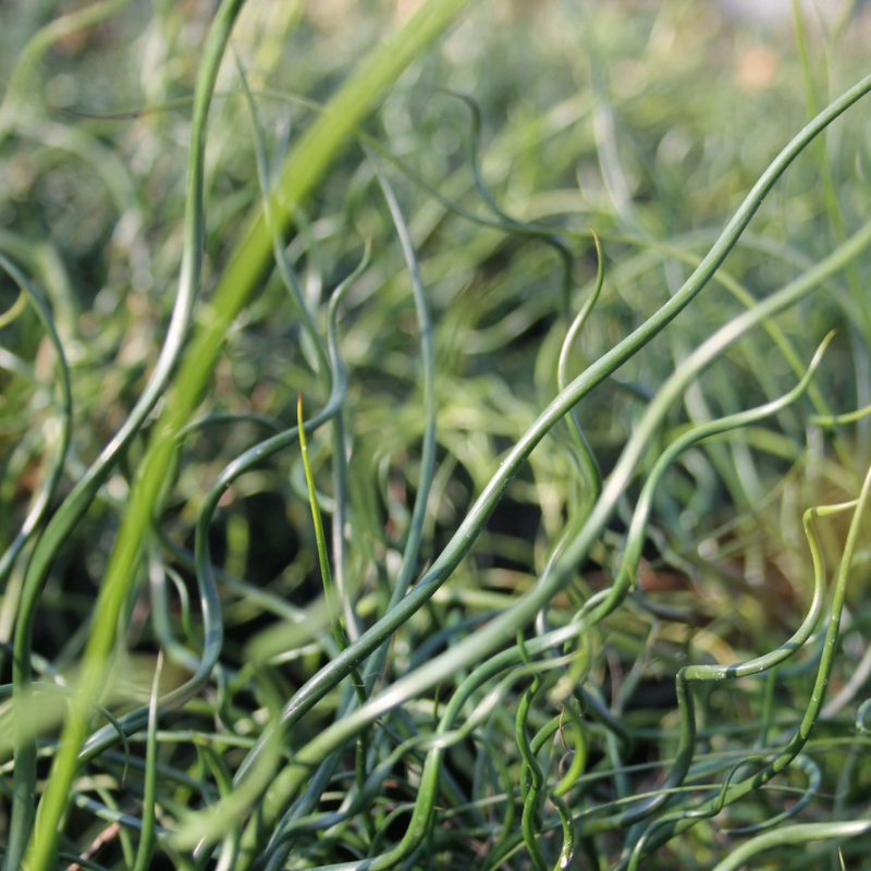 Juncus Effusus Spiralis Corkscrew Rush 1Ltr Pond Plant