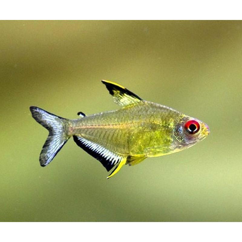 Yellow Lemon Tetra