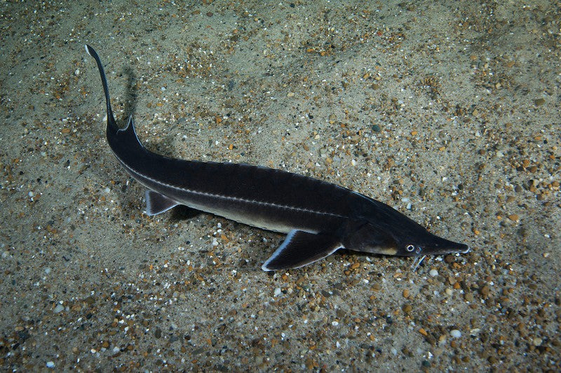 Siberian Sturgeon