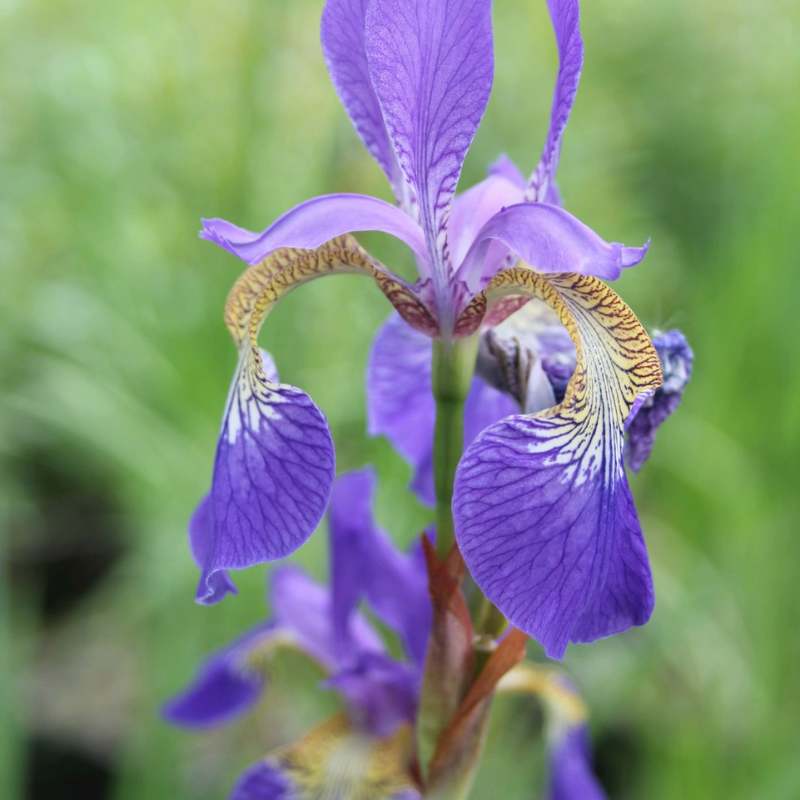 Iris Sibirica Siberian Flag