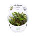 Tropica In Vitro 1-2-grow! Cryptocoryne wendtii 'Green'