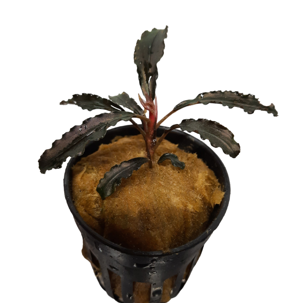 Bucephalandra Godzilla Live Plant Potted