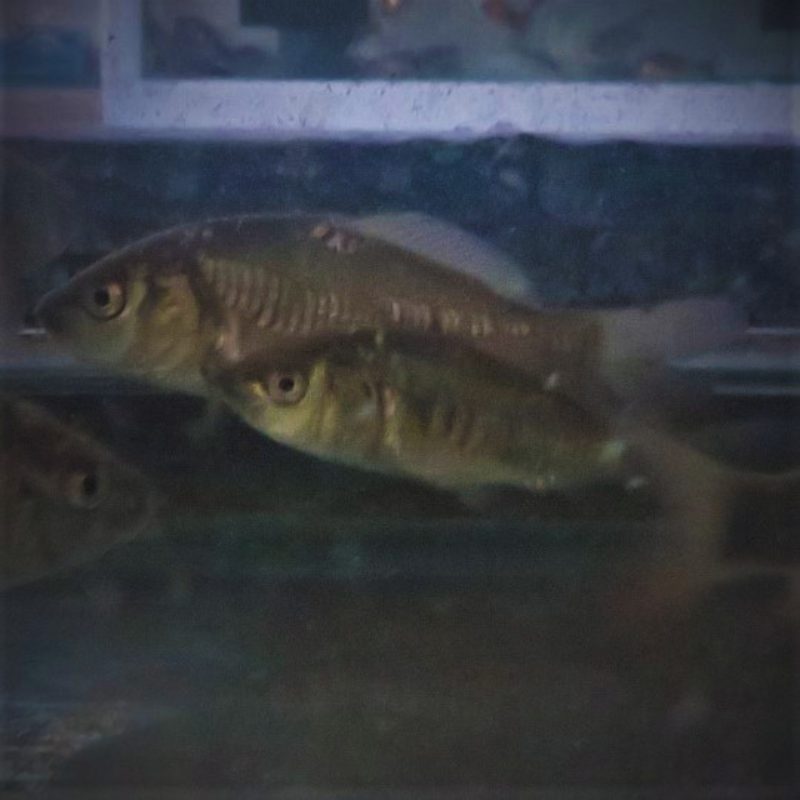 Mixed Bundle Common & Mirror Carp 2-3"