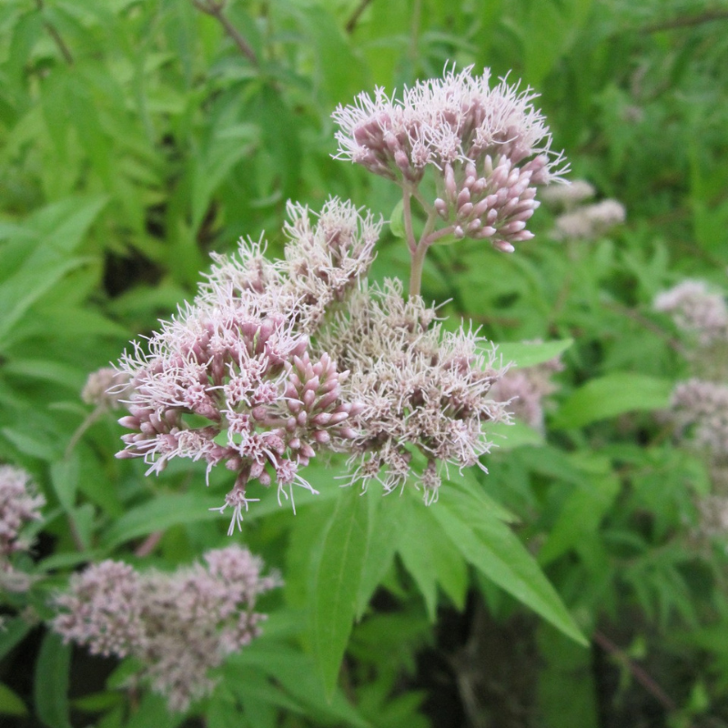 Eupatorium Cannabinum Hemp Agrimony