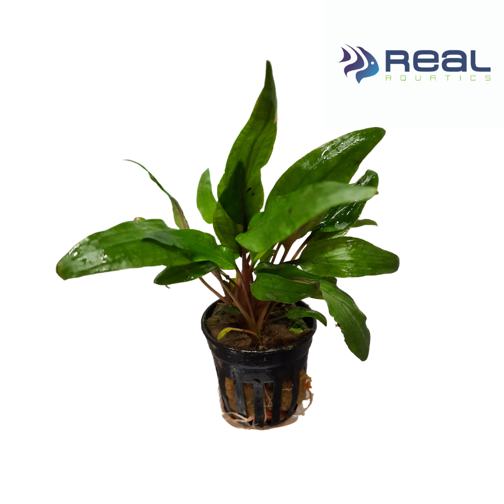 Cryptocoryne Undulata Live Plant Potted