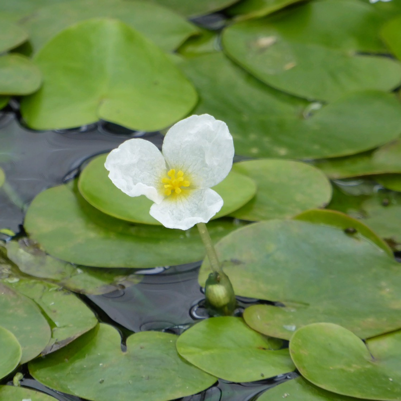 Frogbit Hydrocharis Morsus Ranae