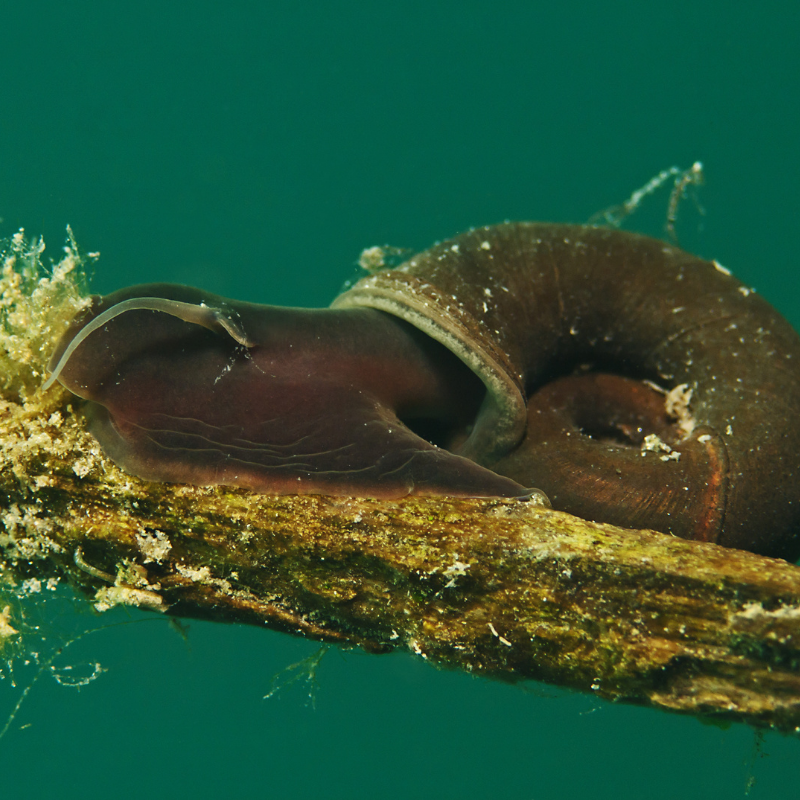 Ramshorn Snails for Ponds