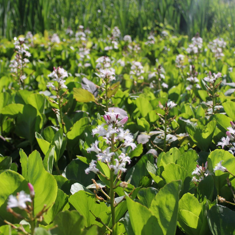 Menyanthes Trifoliata Bog Bean