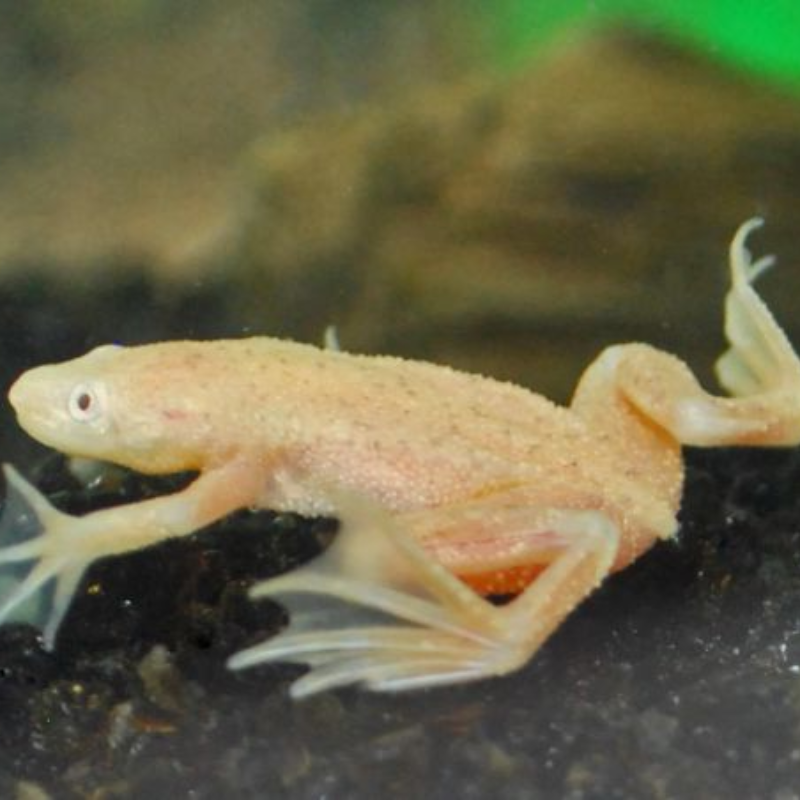 Gold Golden Aquatic Frog Real Aquatics
