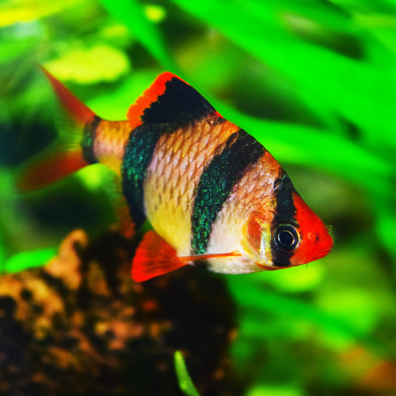 Tiger Barb