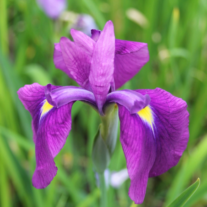 Iris Ensata Japanese Clematis Iris