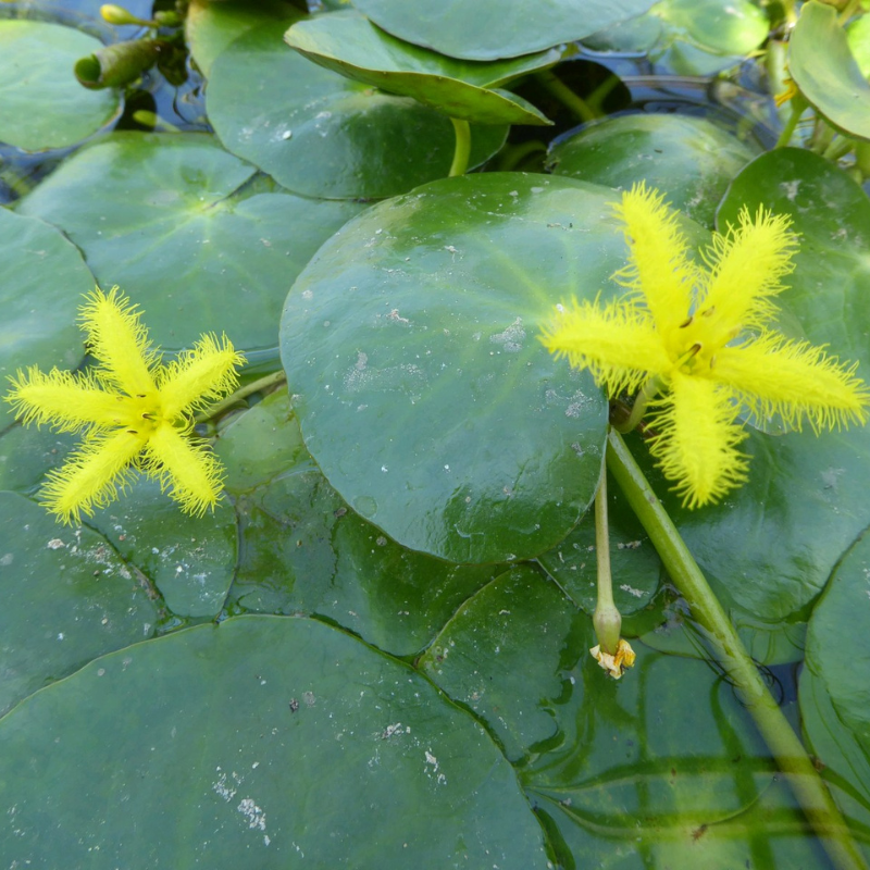 Nymphoides Thunbergiana Yellow Water Snowflake