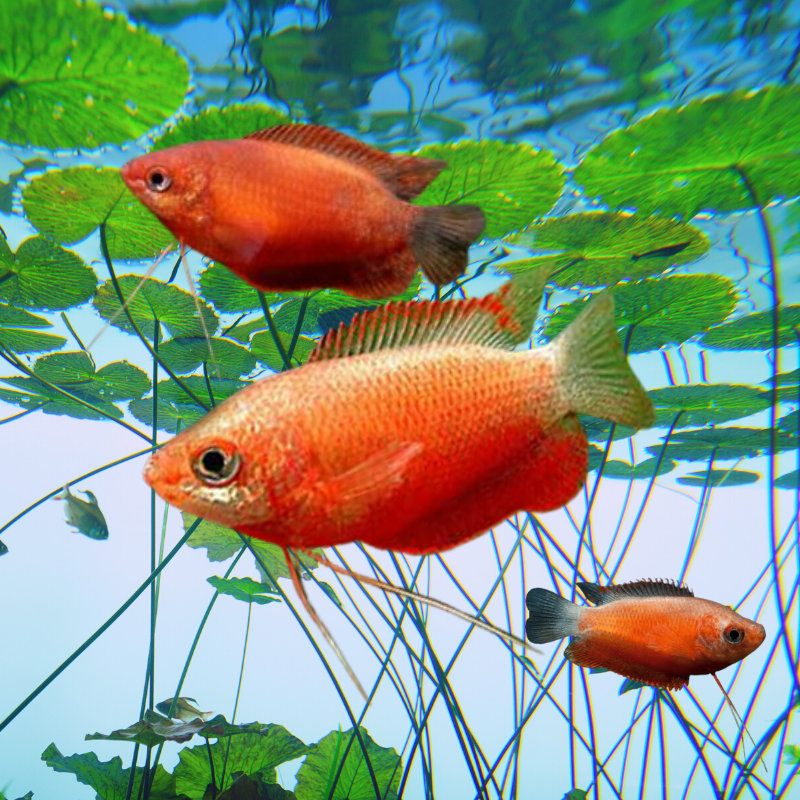Red Robin Honey Gourami