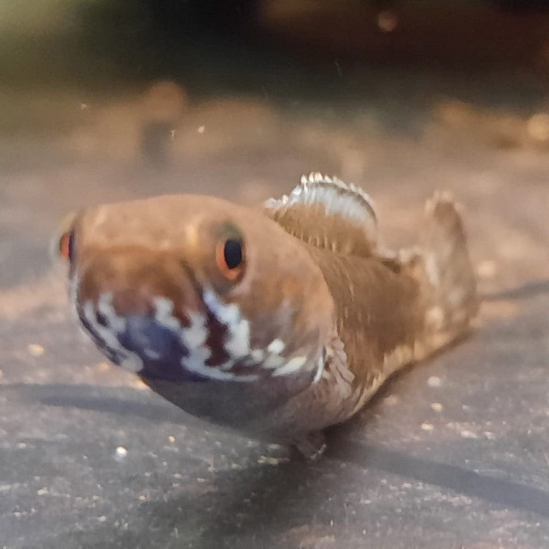 Snakehead Channa Andrao