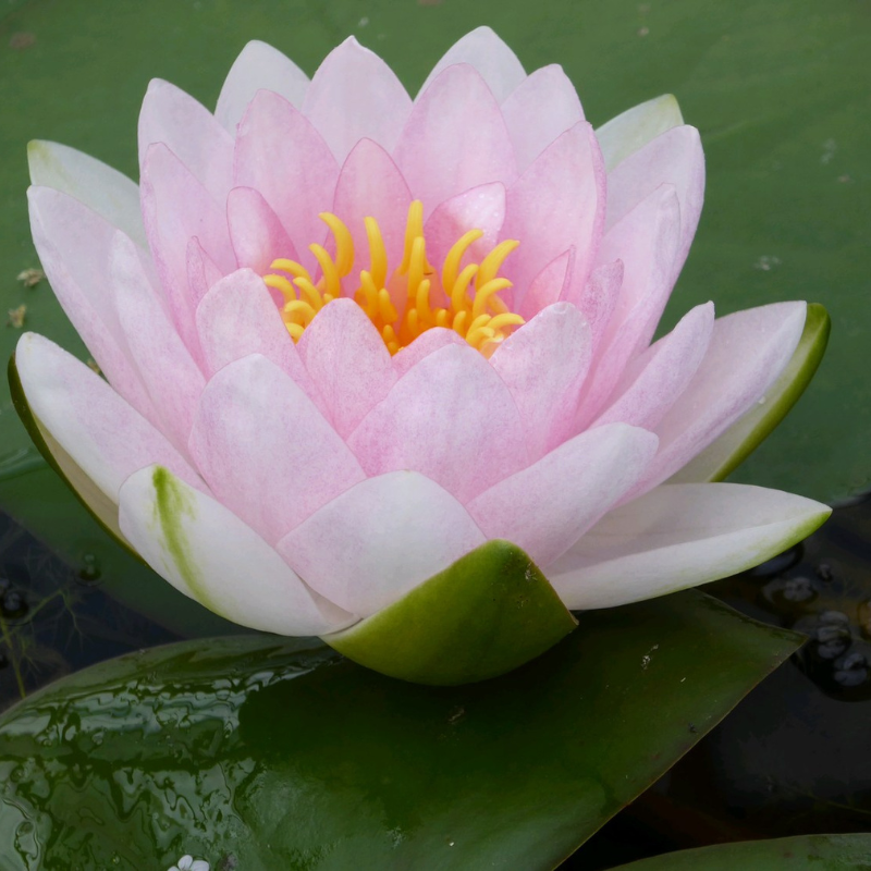 Nymphaea Madame Wilfron Gonnere Water Lily