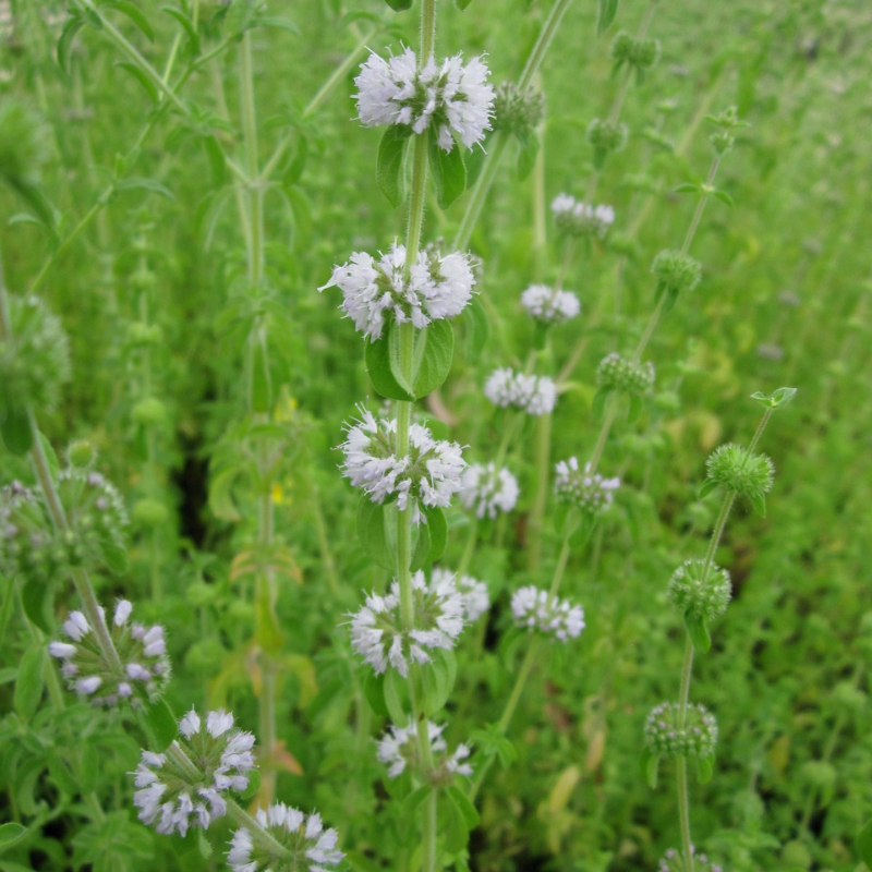 Mentha Pulegium Pennyroyal