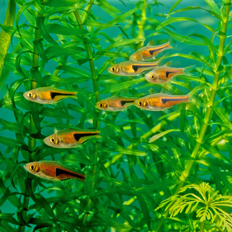 Harlequin Rasbora