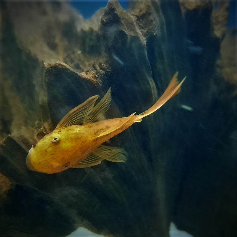 Long Fin Super Red Bristlenose Pleco Ancistrus 1-2"