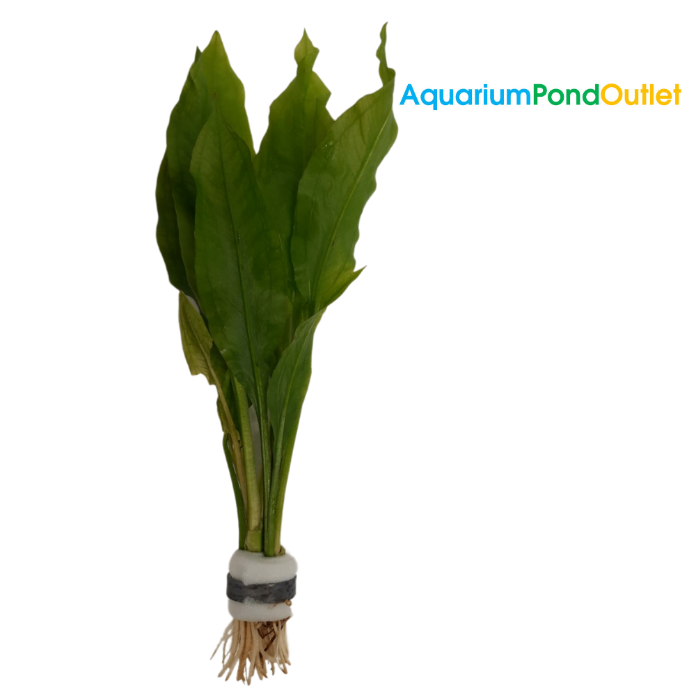 Amazon Sword Echinodorus Paniculatus Live Plant Bunched