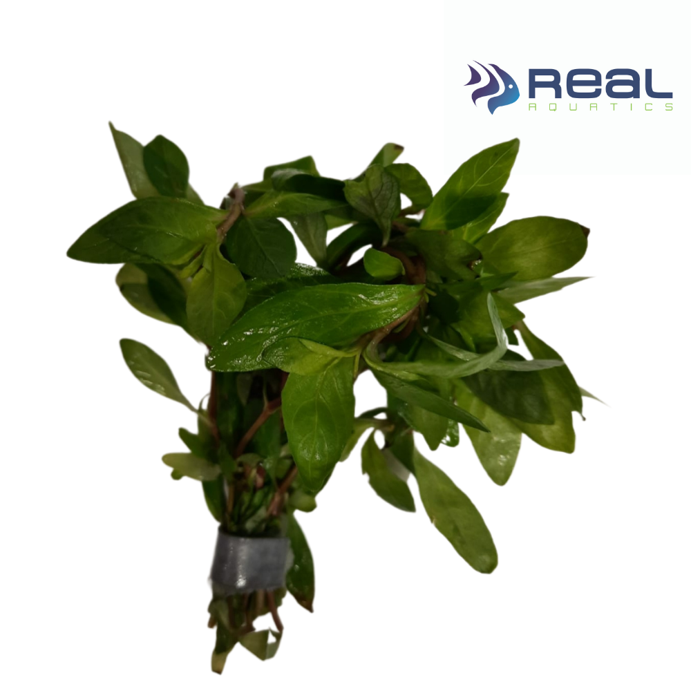 Hygrophila Polysperma Live Plant Bunched