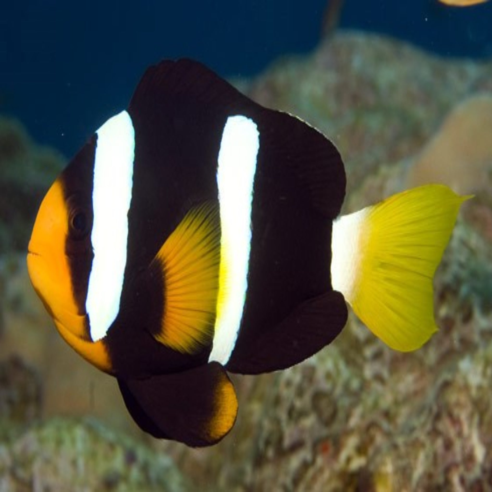 Wild Solomon Black Clarkii Clownfish (Amphiprion clarkii)