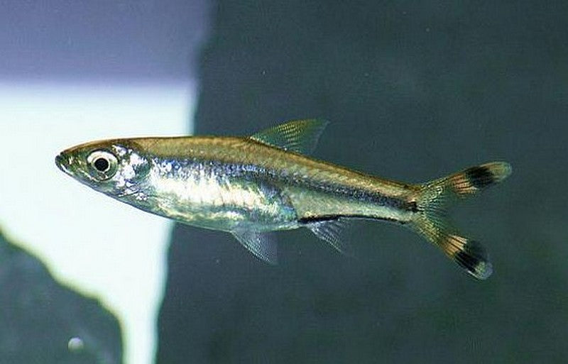 Scissor Tail Rasbora