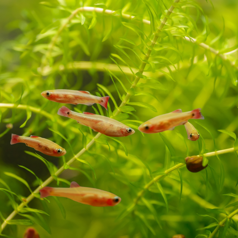 Golden Gold White Cloud Mountain Minnow