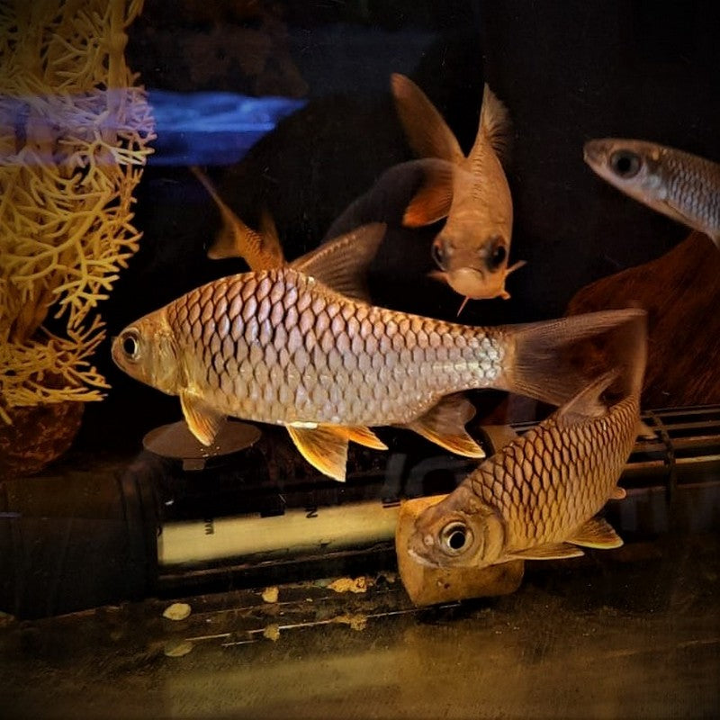 Lemon Fin Barb Diamond Shark Hypsibarbus 2-3"