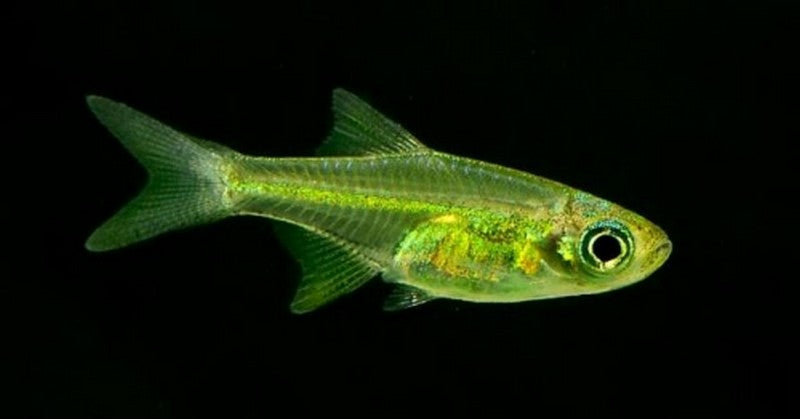 Kubotai Rasbora