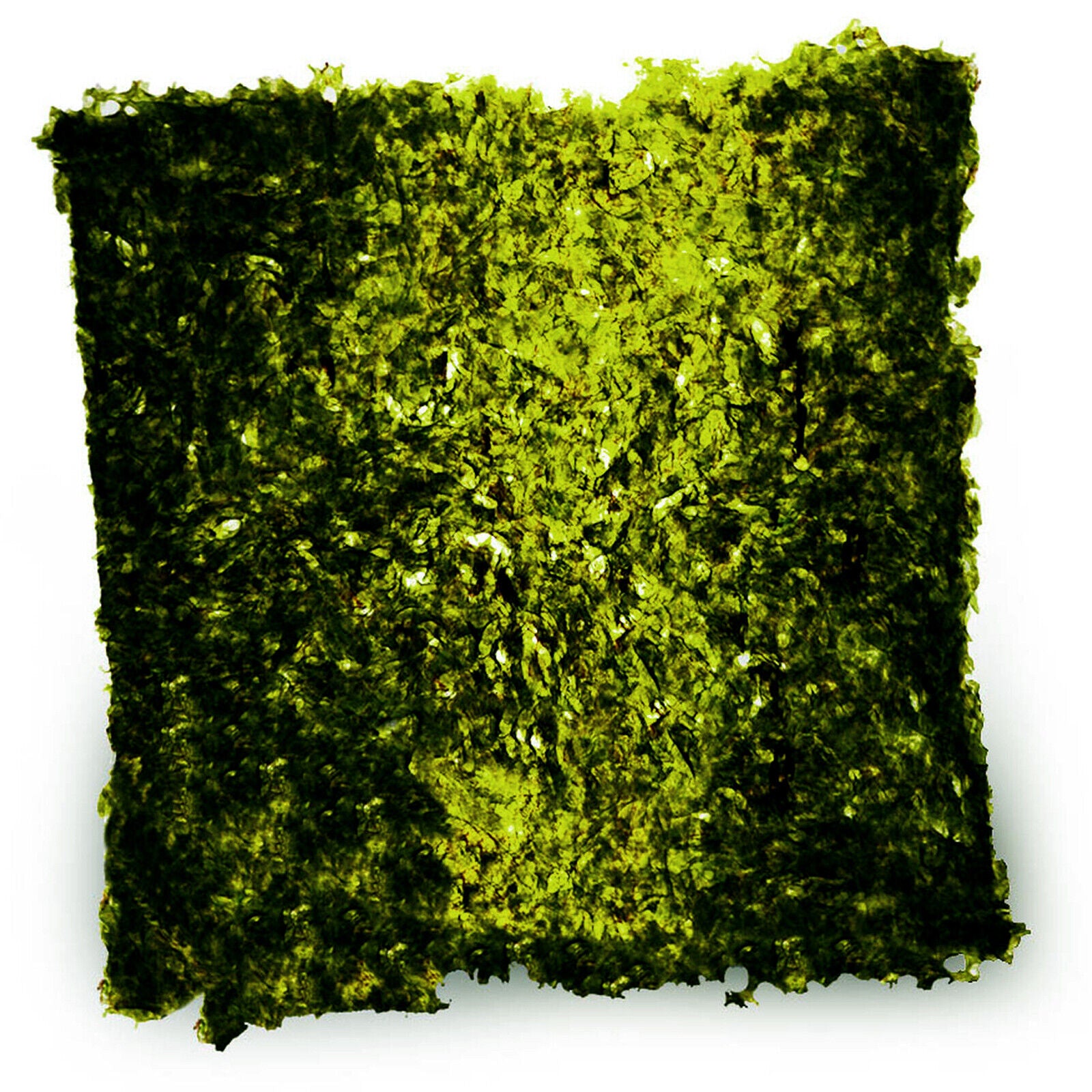 Julian Sprung's Sea Veggies Green Seaweed 2 Sizes