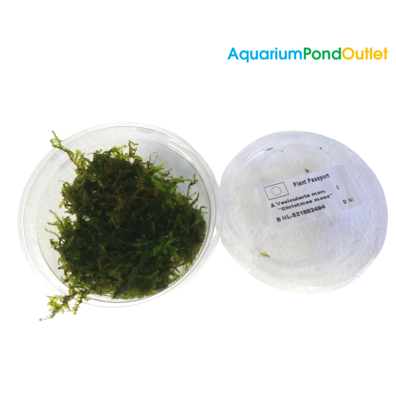 Vesicularia Montagnei 'Christmas' Moss