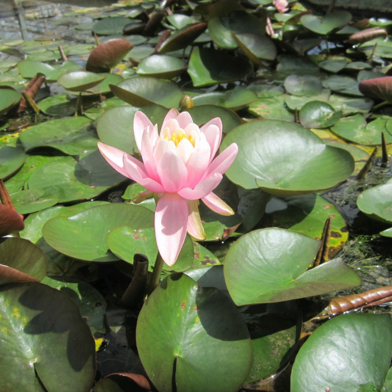 Nymphaea Odorata Firecrest