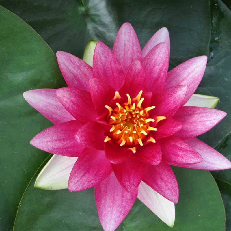 Nymphaea Attraction Water Lily