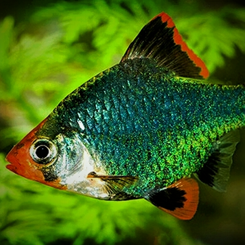 Green Tiger Barb