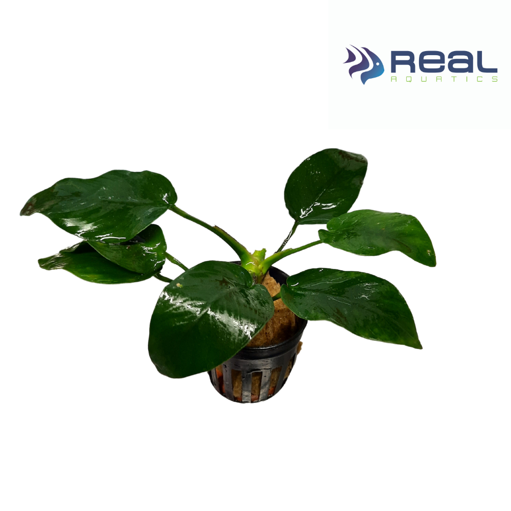 Anubias Barteri Nana Live Plant Potted