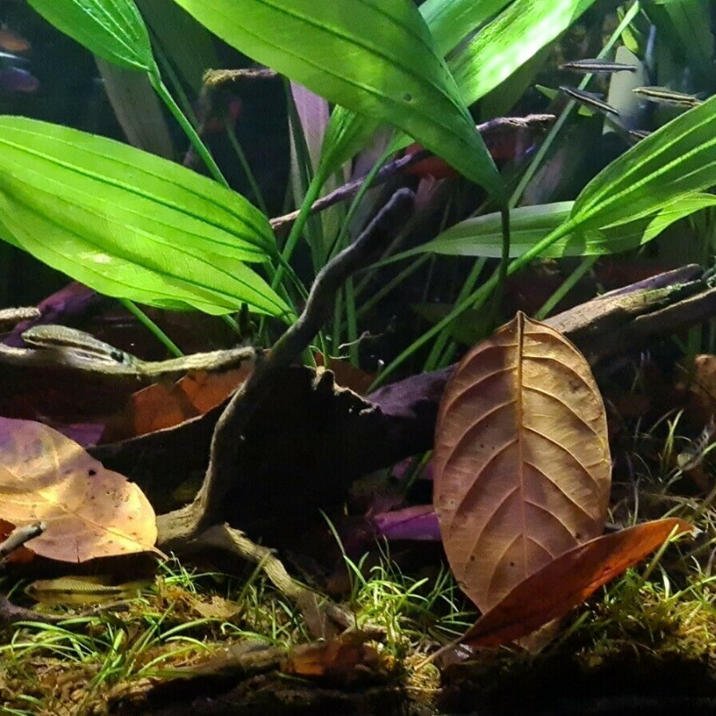 Natural Jackfruit Leaves x20