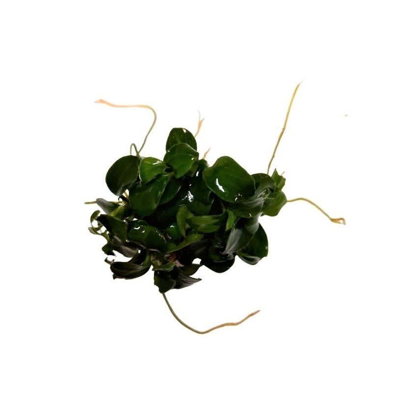 Anubias Bonsai Live Plant Bunched